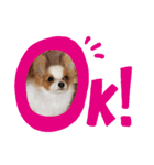 犬パピヨン（個別スタンプ：1）