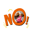 犬パピヨン（個別スタンプ：3）