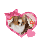 犬パピヨン（個別スタンプ：5）