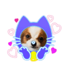 犬パピヨン（個別スタンプ：6）