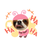 犬パピヨン（個別スタンプ：7）