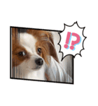 犬パピヨン（個別スタンプ：11）