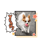 犬パピヨン（個別スタンプ：12）