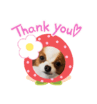 犬パピヨン（個別スタンプ：13）