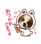 犬パピヨン（個別スタンプ：14）