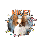 犬パピヨン（個別スタンプ：15）