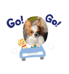 犬パピヨン（個別スタンプ：16）