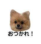 チャックだよ！②（個別スタンプ：8）