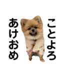チャックだよ！②（個別スタンプ：13）