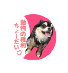 アニマルライツ岩手、室蘭（個別スタンプ：1）