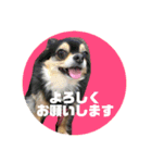 アニマルライツ岩手、室蘭（個別スタンプ：6）