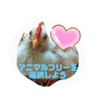 アニマルライツ岩手、室蘭（個別スタンプ：9）