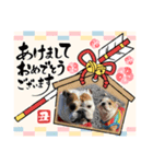 ブルドッグ乙女とまろ親子年末年始スタンプ（個別スタンプ：1）