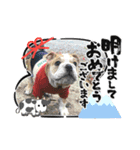 ブルドッグ乙女とまろ親子年末年始スタンプ（個別スタンプ：3）