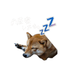 こまフスキーの日常2（個別スタンプ：1）