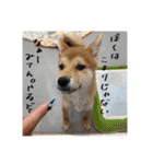 こまフスキーの日常2（個別スタンプ：2）