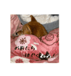 こまフスキーの日常2（個別スタンプ：3）