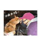こまフスキーの日常2（個別スタンプ：6）