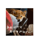こまフスキーの日常2（個別スタンプ：11）