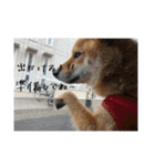 こまフスキーの日常2（個別スタンプ：12）