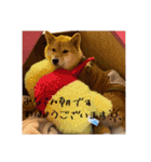 こまフスキーの日常2（個別スタンプ：13）