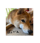 こまフスキーの日常2（個別スタンプ：15）