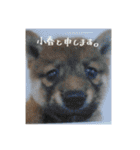 こまフスキーの日常2（個別スタンプ：20）