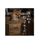 こまフスキーの日常2（個別スタンプ：29）