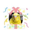 セキセイインコのスタンプ(お正月など)（個別スタンプ：3）