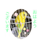 セキセイインコのスタンプ(お正月など)（個別スタンプ：5）