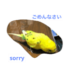 セキセイインコのスタンプ(お正月など)（個別スタンプ：6）