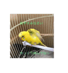 セキセイインコのスタンプ(お正月など)（個別スタンプ：8）