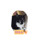 味たま（個別スタンプ：3）