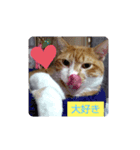 味たま（個別スタンプ：7）