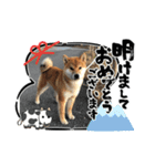 可愛い柴一家／お正月（個別スタンプ：1）