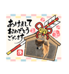 可愛い柴一家／お正月（個別スタンプ：2）