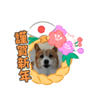 可愛い柴一家／お正月（個別スタンプ：4）
