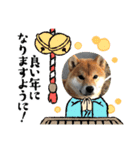 可愛い柴一家／お正月（個別スタンプ：6）