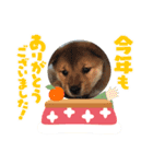 可愛い柴一家／お正月（個別スタンプ：8）
