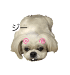 マルシーズーpinoko（個別スタンプ：1）