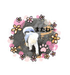 マルシーズーpinoko（個別スタンプ：3）