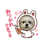マルシーズーpinoko（個別スタンプ：8）