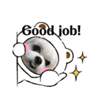 マルシーズーpinoko（個別スタンプ：11）