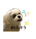 マルシーズーpinoko（個別スタンプ：15）
