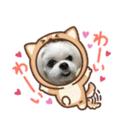 マルシーズーpinoko（個別スタンプ：16）