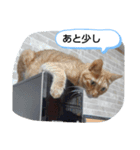みいちゃんスタンプ202012（個別スタンプ：1）