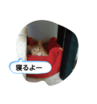 みいちゃんスタンプ202012（個別スタンプ：2）