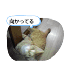 みいちゃんスタンプ202012（個別スタンプ：8）