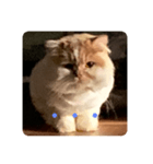 ねこのコメット3（個別スタンプ：6）