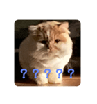 ねこのコメット3（個別スタンプ：8）